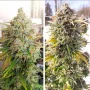 Насіння конопель Auto Colorado Cookies® NEW! від Dutch Passion